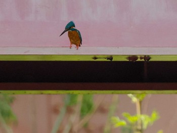 Common Kingfisher 福井緑地(札幌市西区) Sat, 5/11/2024