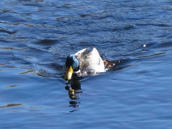 2019年1月4日(金) 恩田川(鶴見川合流点付近)の野鳥観察記録