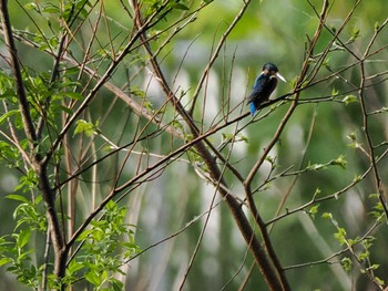 Common Kingfisher 福井緑地(札幌市西区) Sat, 5/11/2024