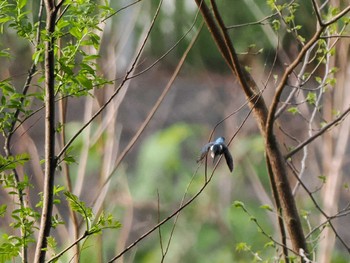 Common Kingfisher 福井緑地(札幌市西区) Sat, 5/11/2024