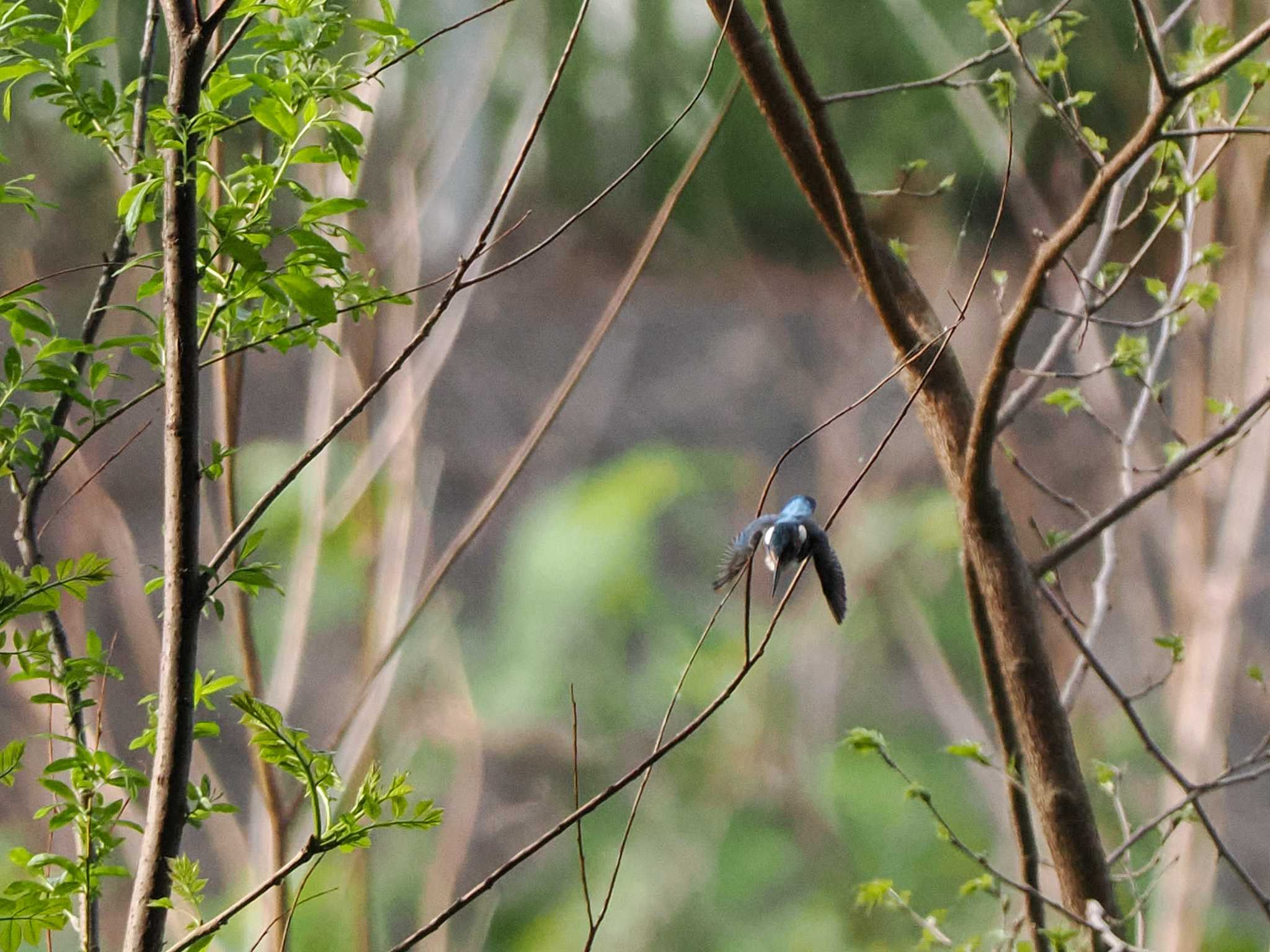 Photo of Common Kingfisher at 福井緑地(札幌市西区) by 98_Ark (98ｱｰｸ)