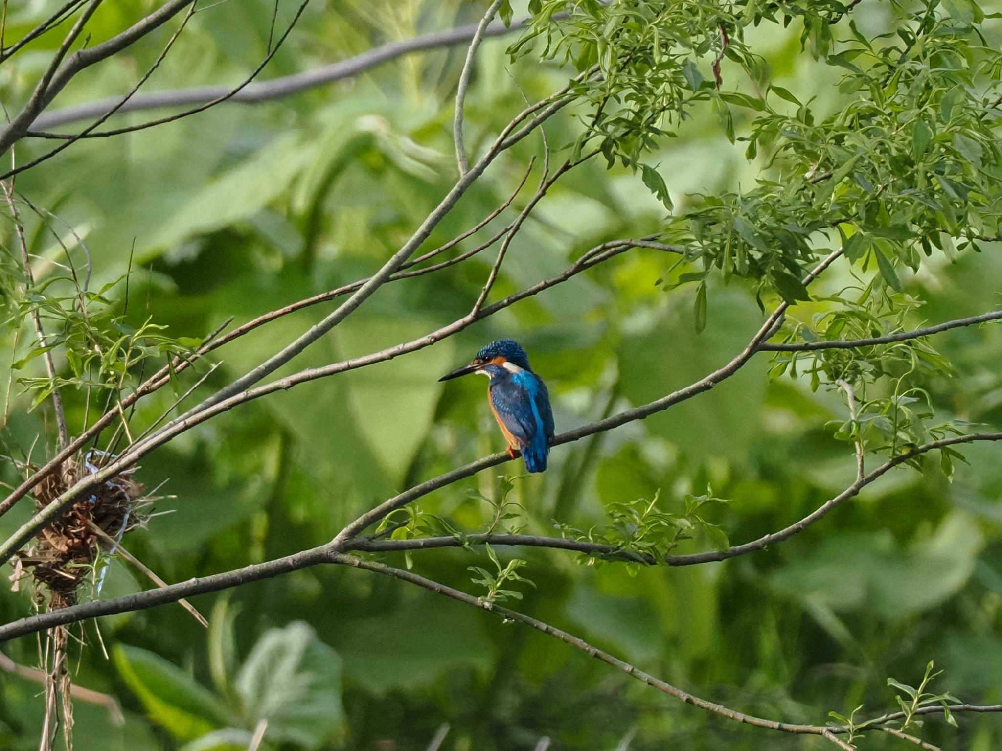 Photo of Common Kingfisher at 福井緑地(札幌市西区) by 98_Ark (98ｱｰｸ)