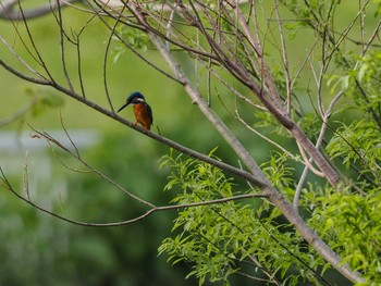 Common Kingfisher 福井緑地(札幌市西区) Sat, 5/11/2024