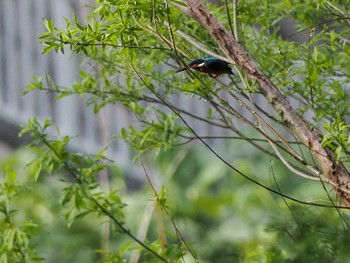 Common Kingfisher 福井緑地(札幌市西区) Sat, 5/11/2024