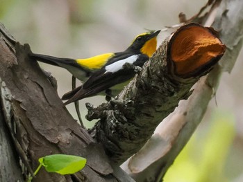 Narcissus Flycatcher 宮城沢林道(札幌市西区) Sat, 5/11/2024