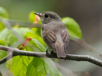 Asian Brown Flycatcher 宮城沢林道(札幌市西区) Sat, 5/11/2024