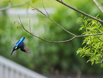 Common Kingfisher 福井緑地(札幌市西区) Sat, 5/11/2024