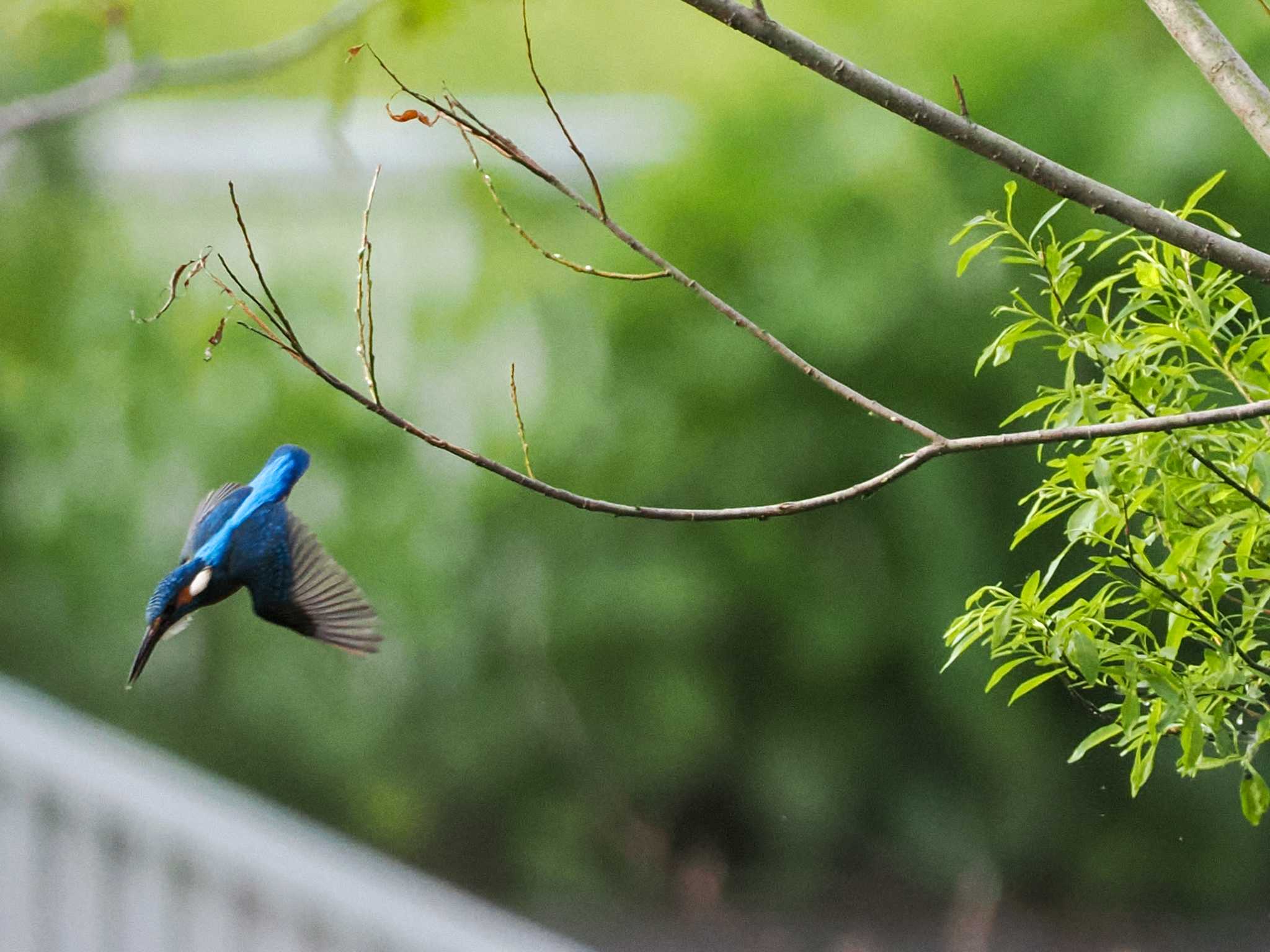 カワセミ