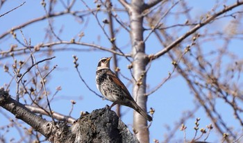 Dusky Thrush Goryokaku Park Sun, 4/14/2024