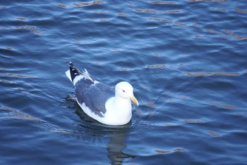 Slaty-backed Gull Goryokaku Park Sat, 4/20/2024