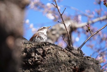 Dusky Thrush Goryokaku Park Sat, 4/20/2024