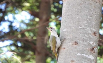 Grey-headed Woodpecker 道南四季の杜公園 Sun, 4/21/2024