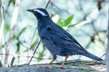 Sat, 5/11/2024 Birding report at 鶴舞公園(名古屋)