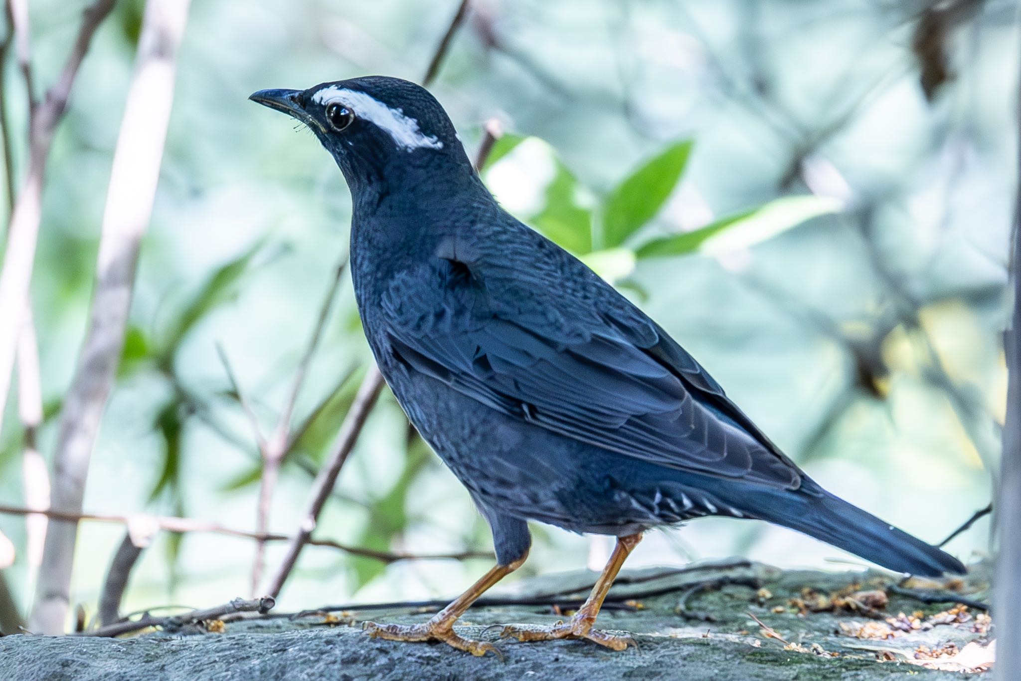 Siberian Thrush