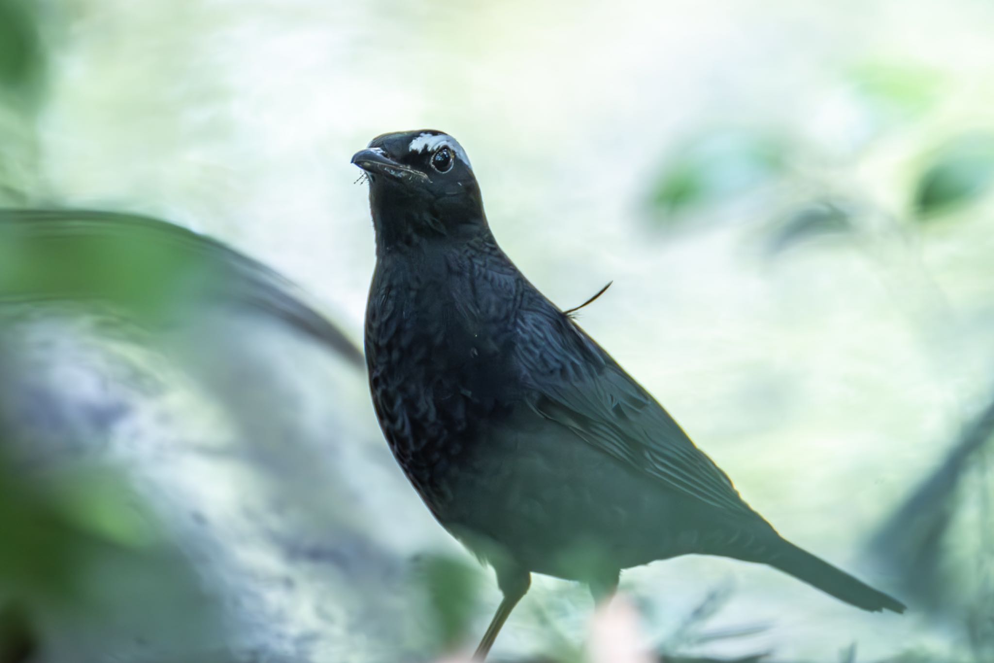 Siberian Thrush