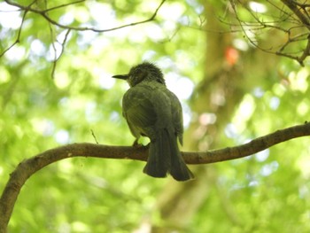 Brown-eared Bulbul 春日山原始林 Sun, 5/5/2024