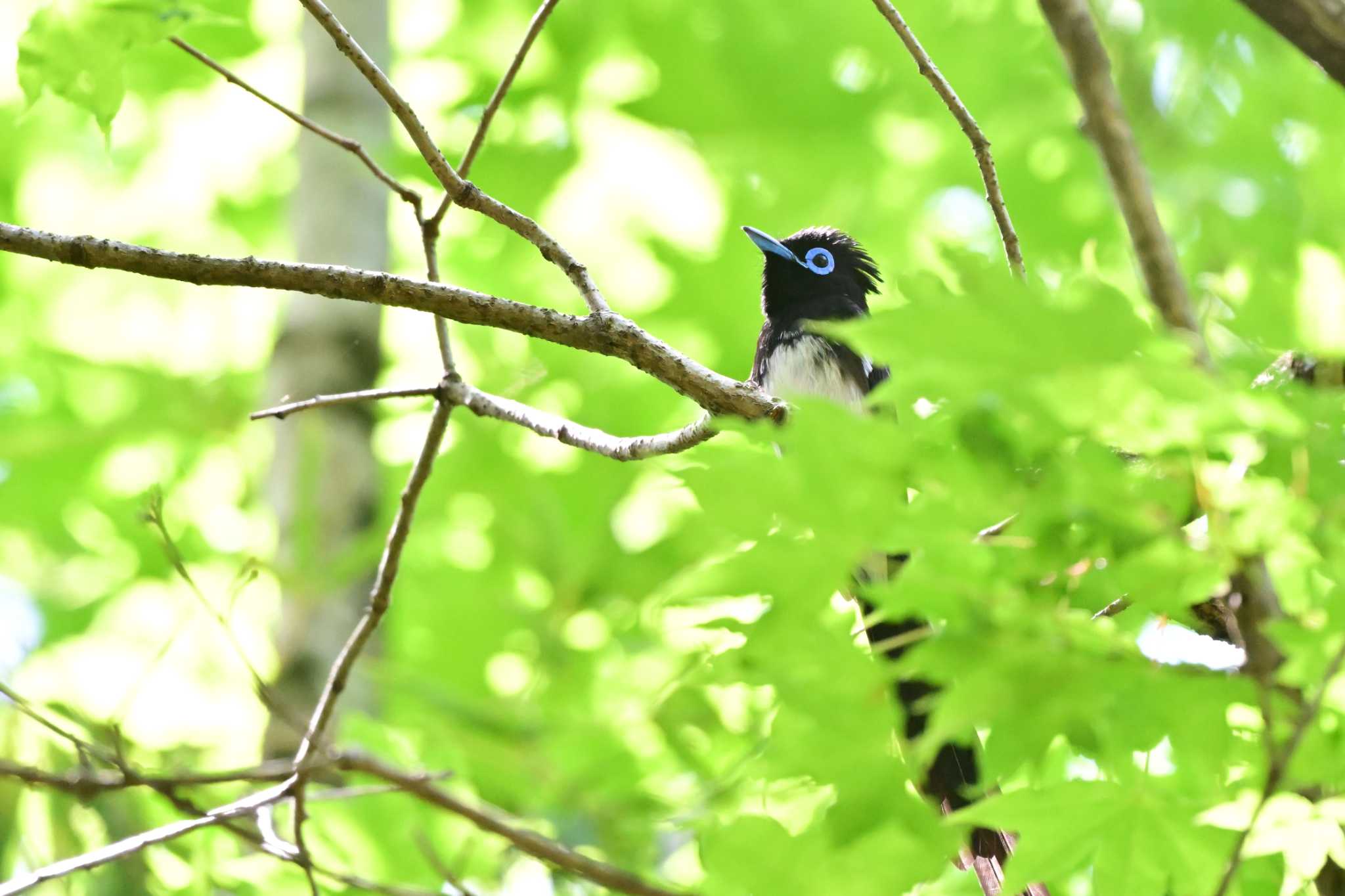 Photo of Black Paradise Flycatcher at 八王子市 by がぶたん