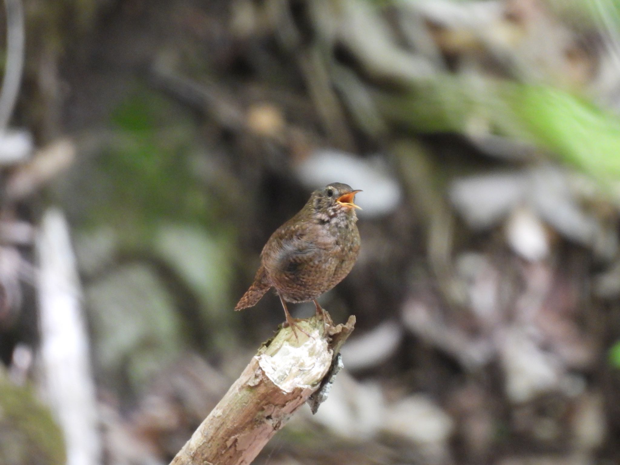 Eurasian Wren