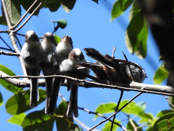 Fri, 5/10/2024 Birding report at 玉川上水