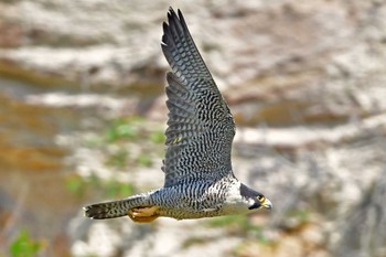 Peregrine Falcon Aobayama Park Sat, 5/11/2024