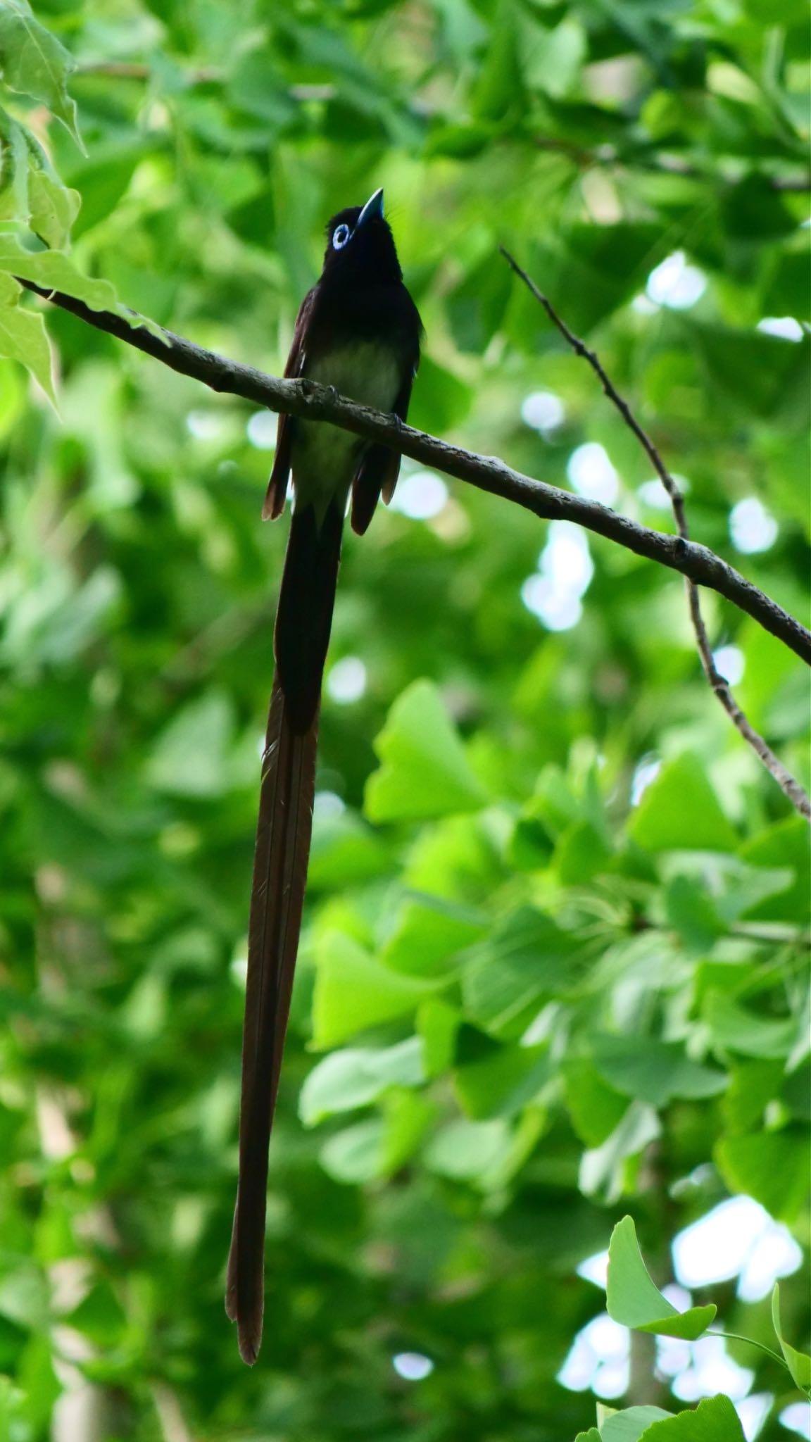 Black Paradise Flycatcher