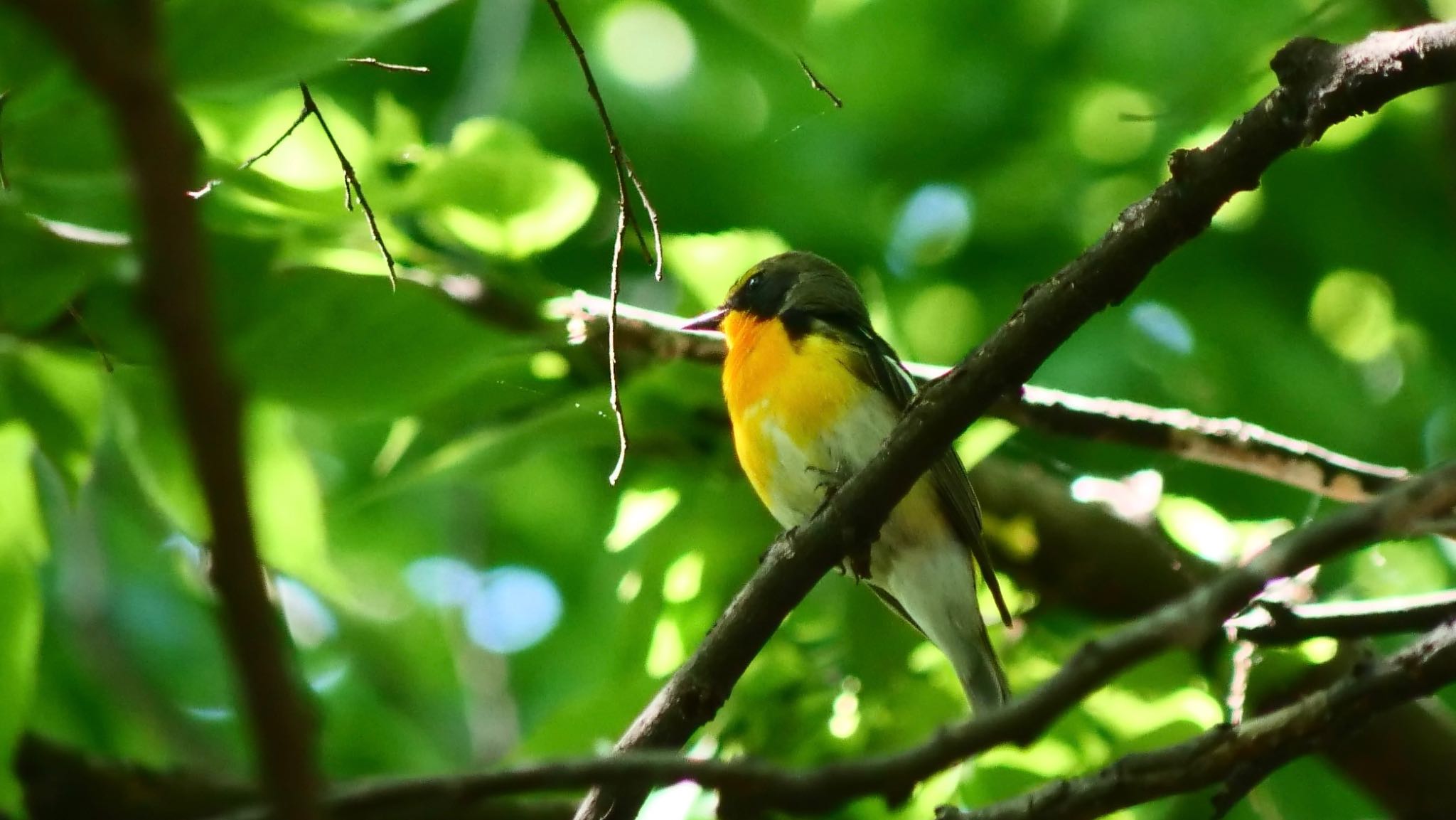 Narcissus Flycatcher