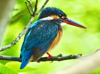 Common Kingfisher Maioka Park Sat, 5/11/2024