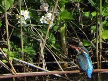 Common Kingfisher Maioka Park Sat, 5/11/2024