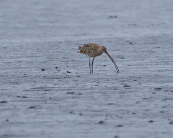 Far Eastern Curlew 葛西海浜公園 Mon, 5/6/2024