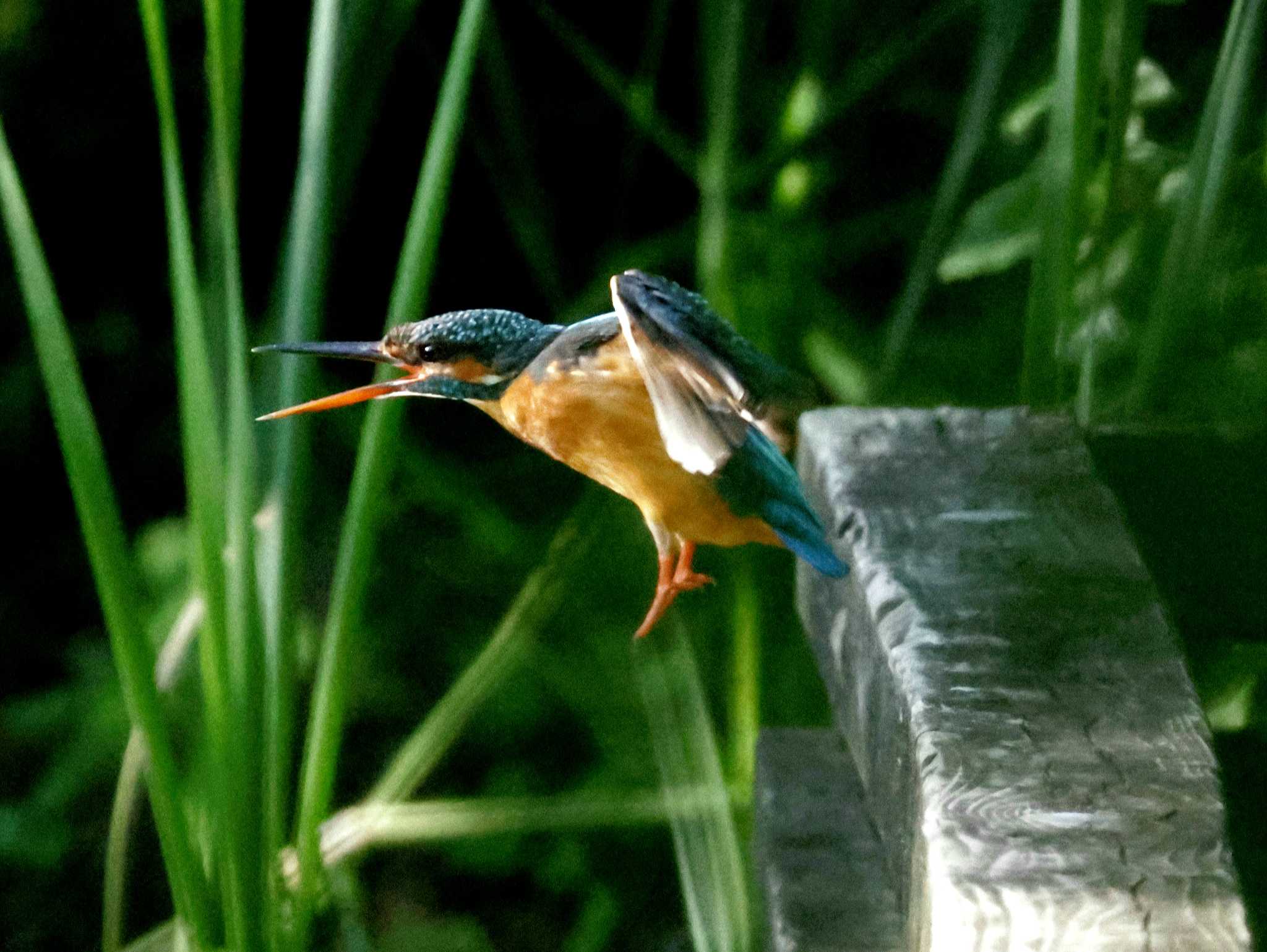 Photo of Common Kingfisher at ギャザリアビオガーデン　フジクラ木場千年の森 by しろくま