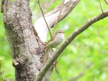 Japanese Bush Warbler 荒沢湿原 Mon, 5/6/2024