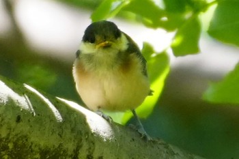 Varied Tit 東京都調布市 Sat, 5/11/2024