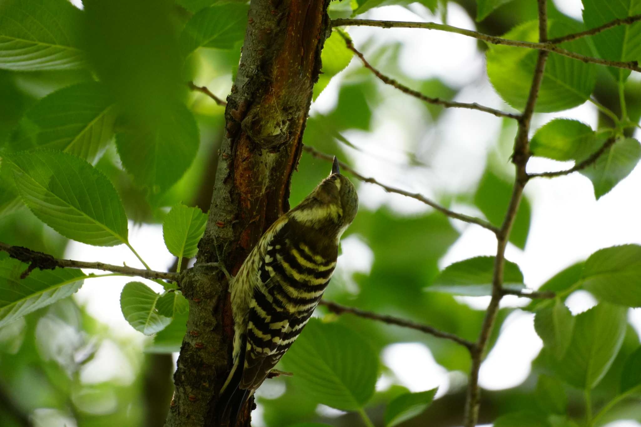 Japanese Pygmy Woodpecker