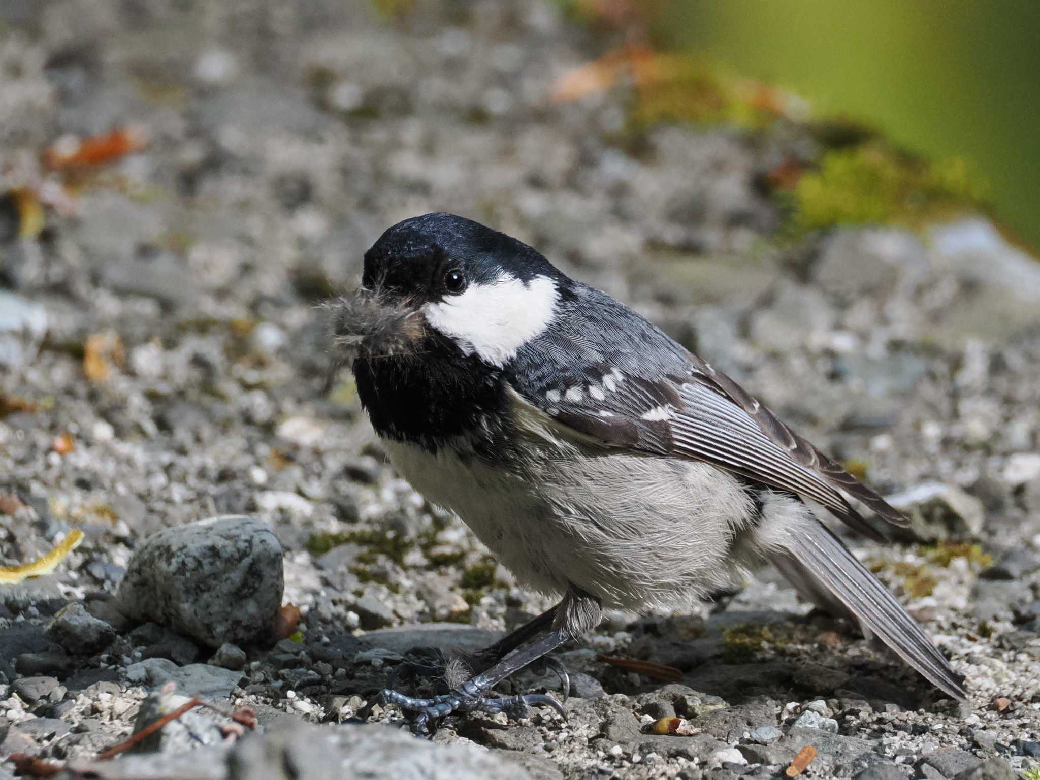 Coal Tit