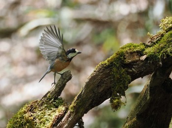 Varied Tit Yanagisawa Pass Sat, 5/11/2024