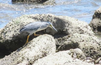 ササゴイ 東京港野鳥公園 2024年5月11日(土)