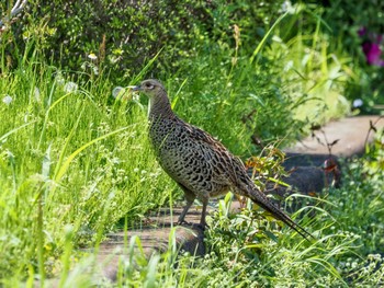 Green Pheasant Watarase Yusuichi (Wetland) Sun, 4/28/2024