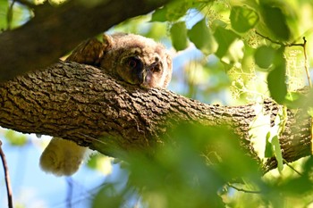 Long-eared Owl Watarase Yusuichi (Wetland) Fri, 5/10/2024