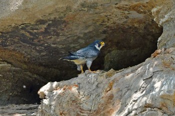 Peregrine Falcon Aobayama Park Sat, 5/11/2024
