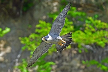 Peregrine Falcon Aobayama Park Sat, 5/11/2024