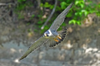 Peregrine Falcon Aobayama Park Sat, 5/11/2024