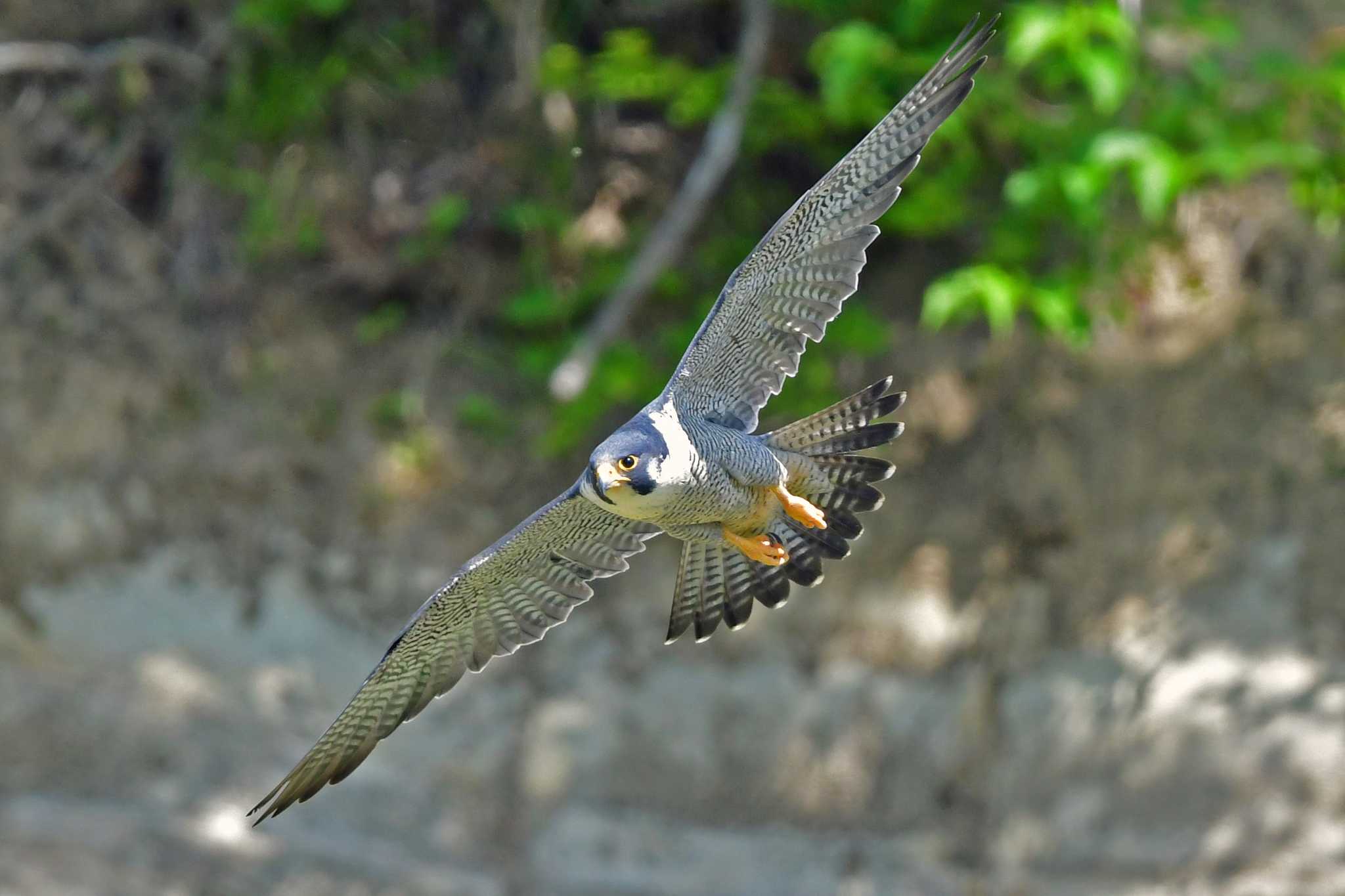 Photo of Peregrine Falcon at Aobayama Park by Keiichi TAKEDA