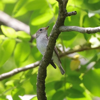 2024年5月11日(土) 早戸川林道の野鳥観察記録