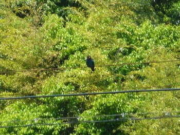 2024年5月11日(土) 大分県由布市の野鳥観察記録