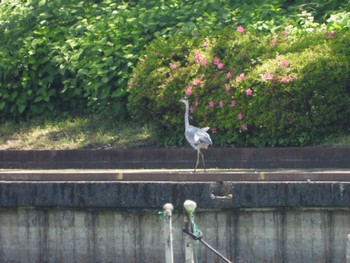 Grey Heron 等々力緑地 Sat, 5/11/2024