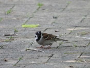 Eurasian Tree Sparrow 等々力緑地 Sat, 5/11/2024