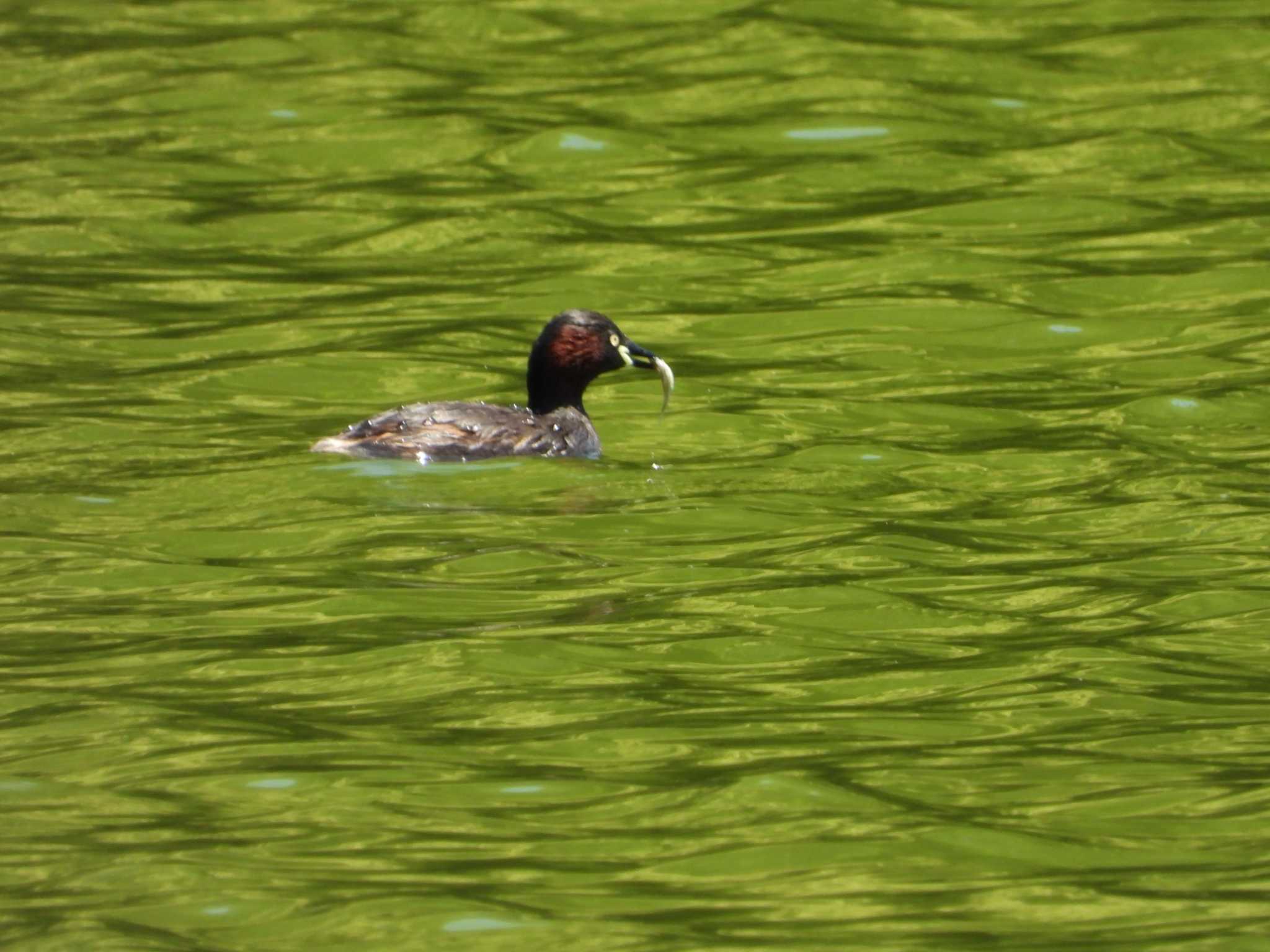 Little Grebe