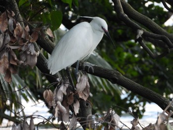 Little Egret 等々力緑地 Sat, 5/11/2024