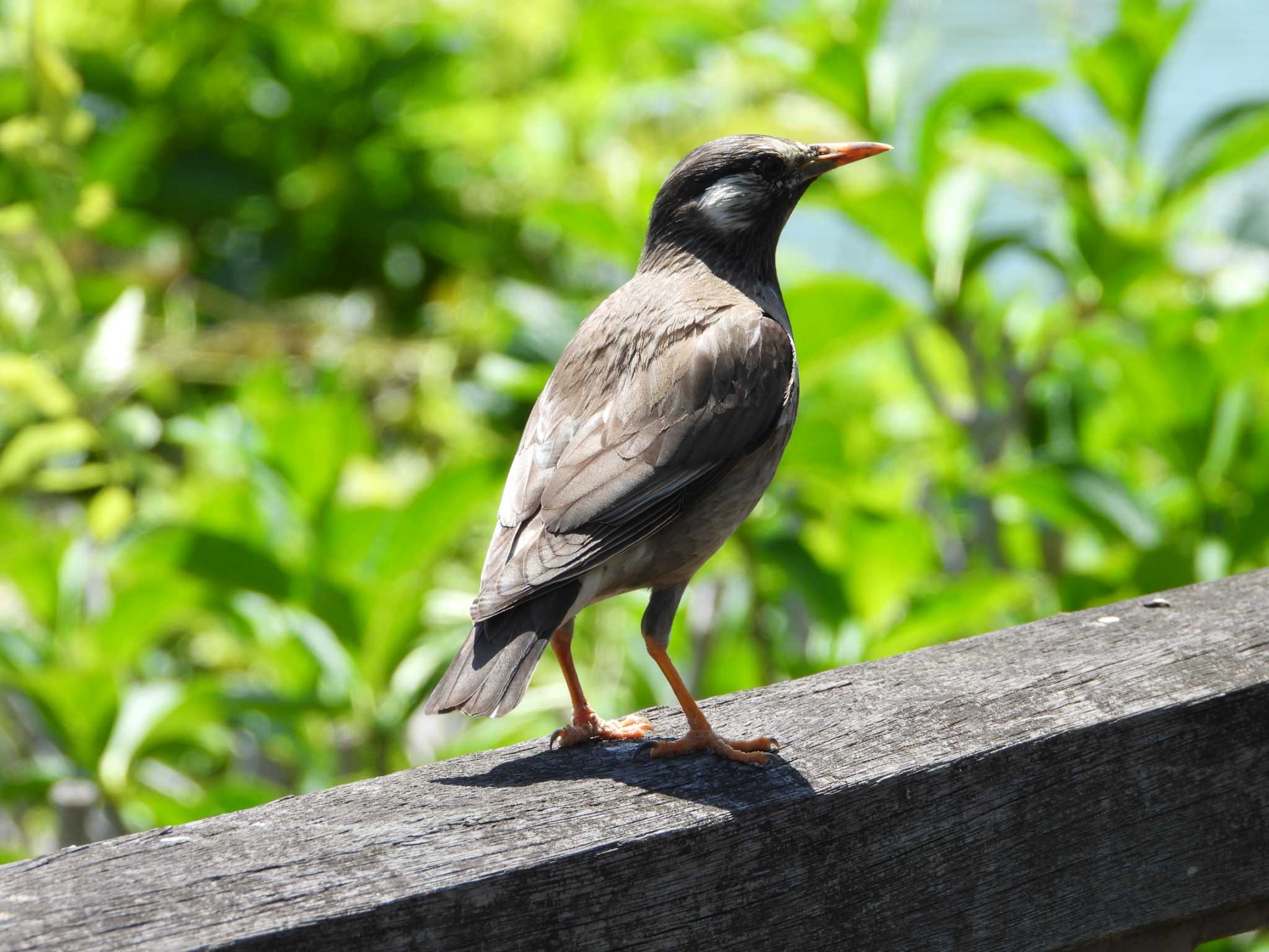 White-cheeked Starling