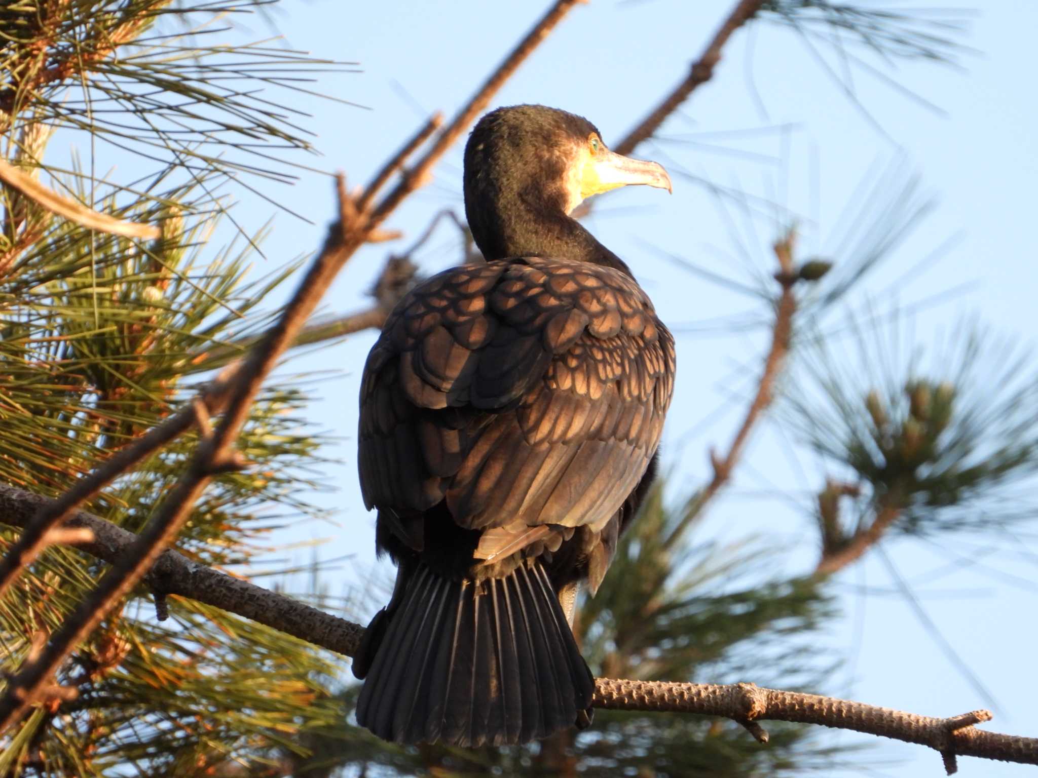 Great Cormorant